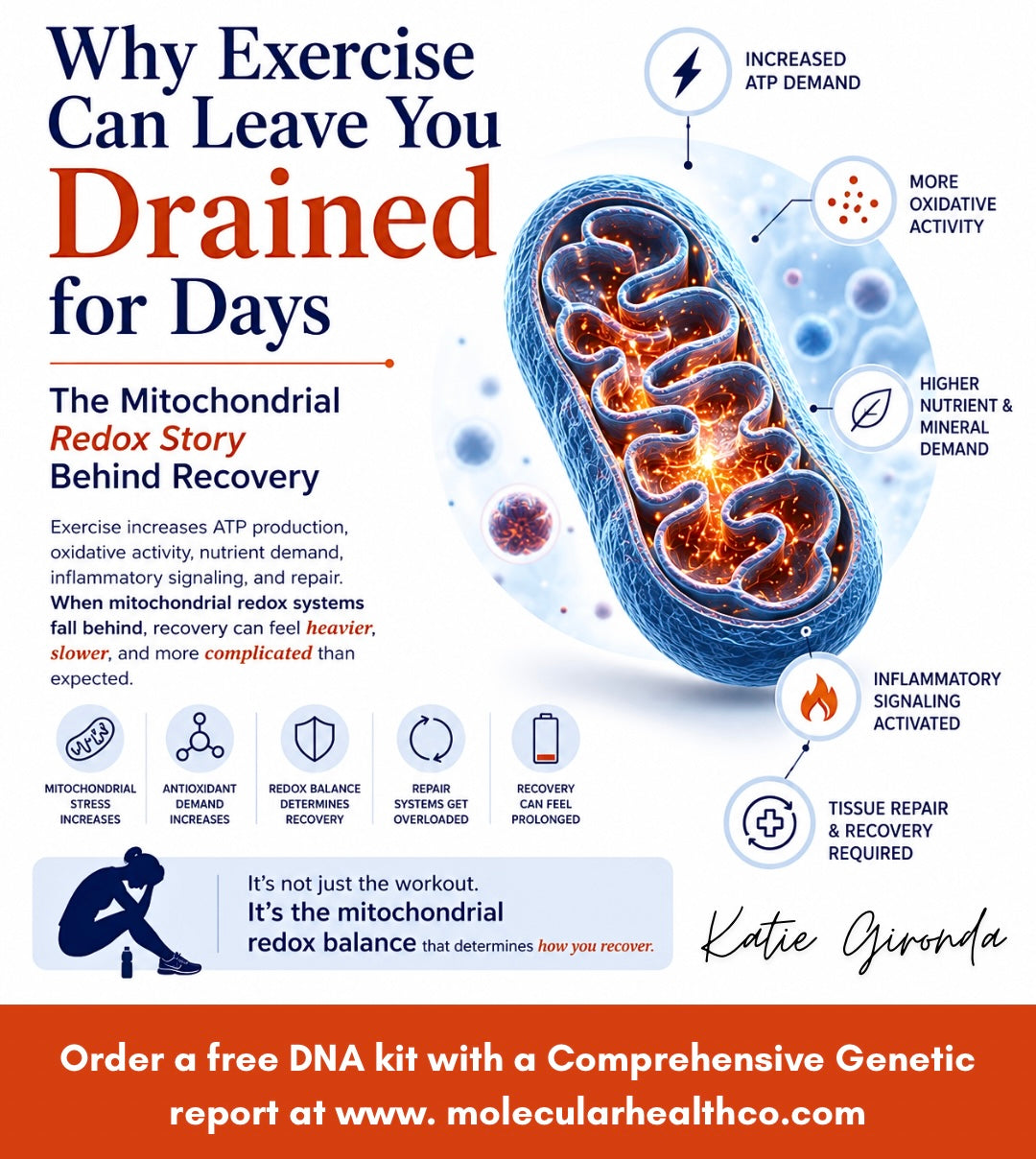 Why Exercise Can Leave You Drained for Days: The Hidden Biology of Mitochondrial Recovery