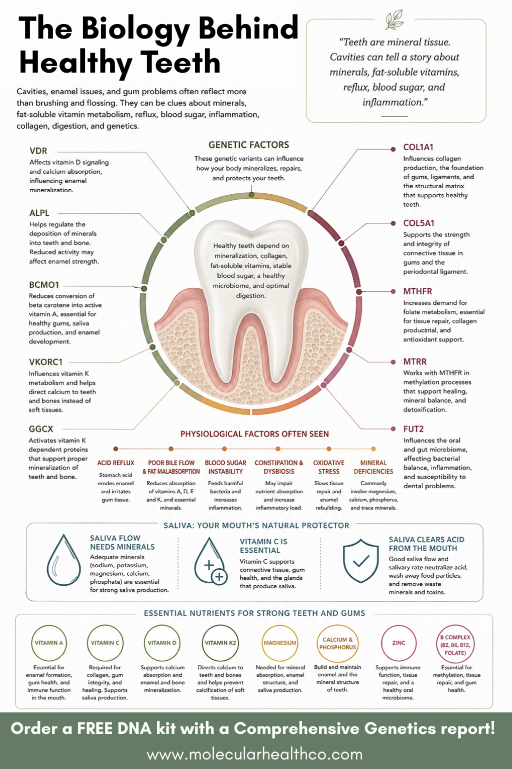 The Hidden Biology of Dental Decay