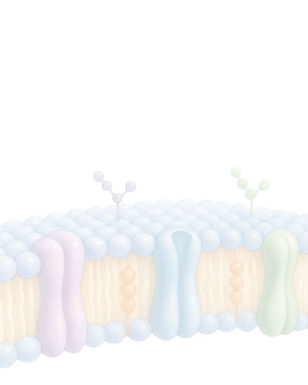 The Membrane Communication Phenotype