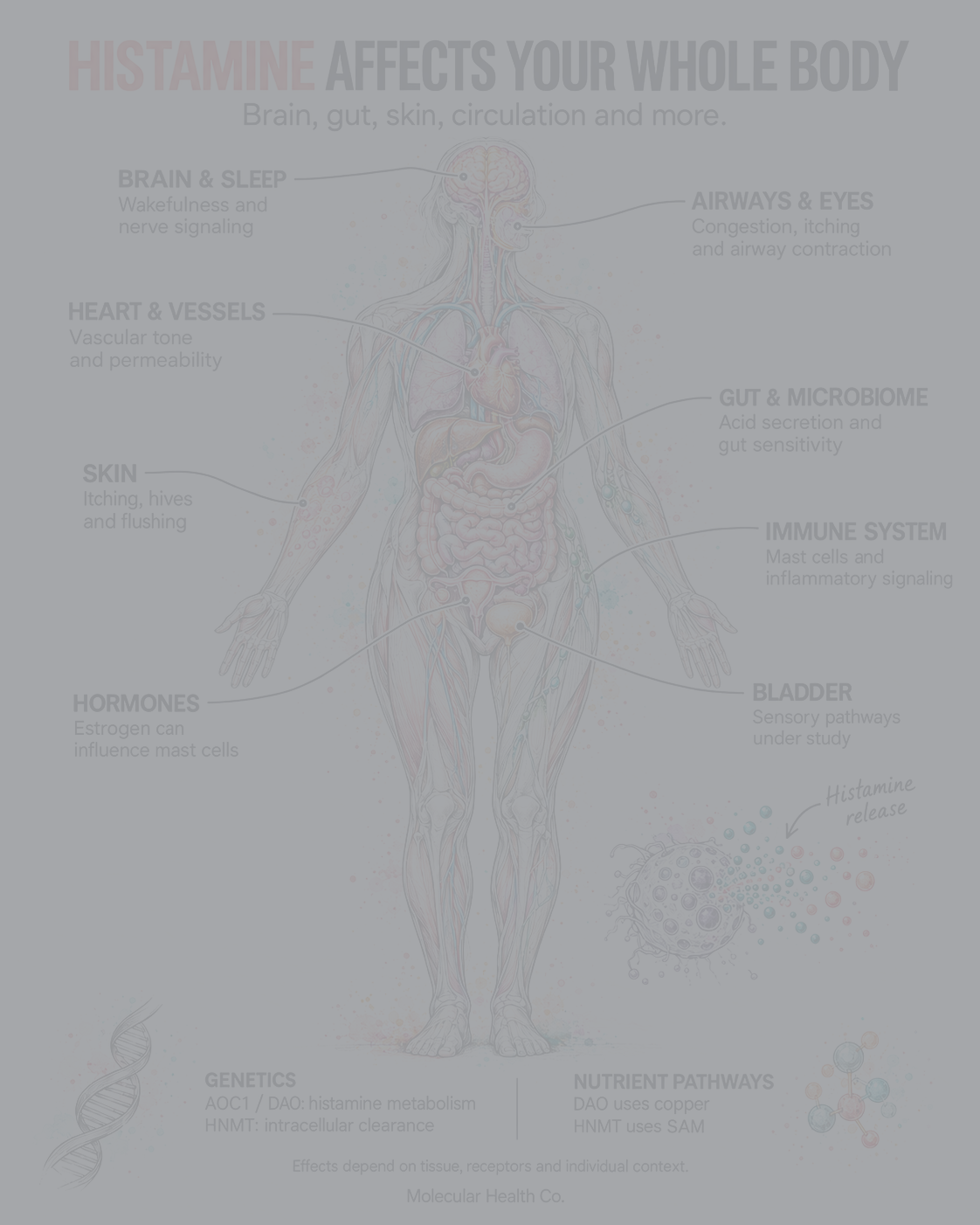How Histamine Affects Your Whole Body: The Genetics and Nutrients Behind the Symptoms