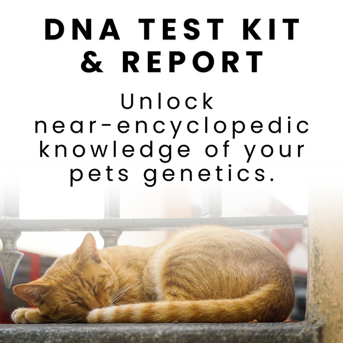 Cat Genetic Test Kit & Report